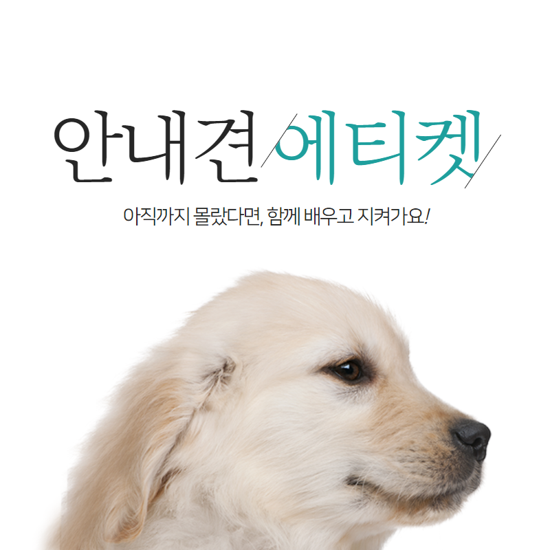 안내견 에티켓
