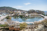 고맙소, 김천벚꽃